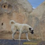 Unleashing the Royal Beauty: Discovering the Majestic Rajapalayam Dog Breed