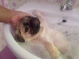 Dog Dandruff Shampoo