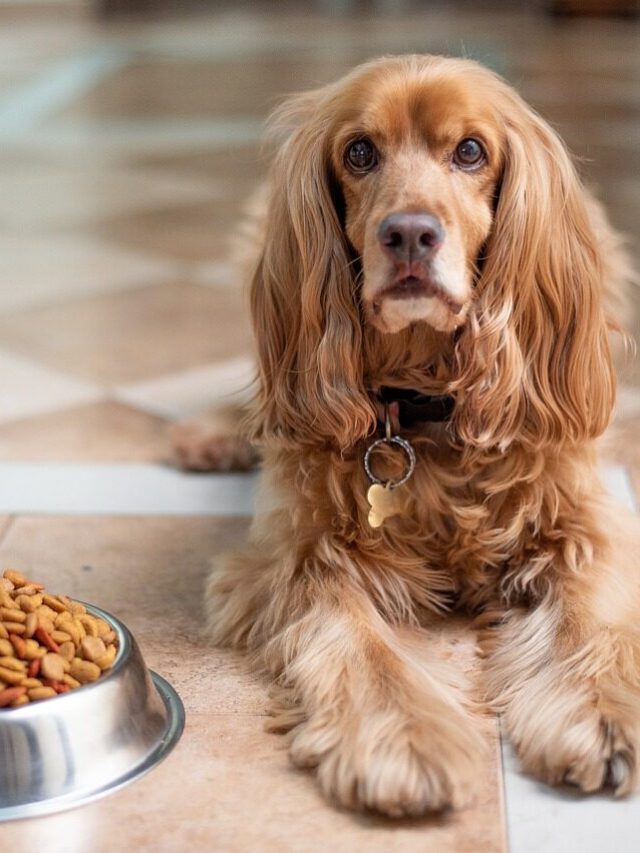 7-Hidden facts about dog food.